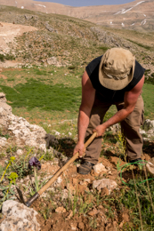 Al-Arz;Iris;Iris-Cedreti;Kaleidos;Kaleidos-images;Lebanon;Middle-East;Near-East;Tarek-Charara;Youssef-Tawk;Flowers;Endemic;Endemic-species;Critically-endangered;Critically-endangered-species